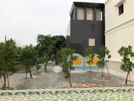 Không gian xung quanh nhà được chú Ngạn trồng rất nhiều cây xanh